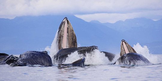 Fenomena langka kawanan paus bungkuk muncul ke permukaan laut