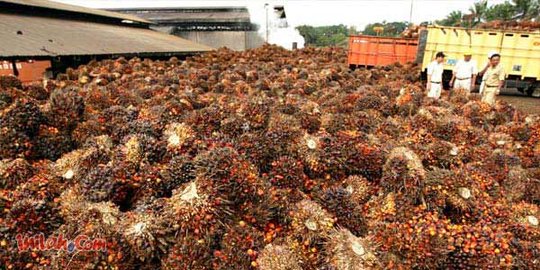 Harga CPO fluktuatif, perusahaan sawit ini incar laba Rp 735 M