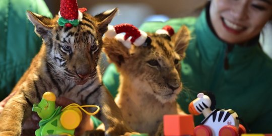 Tingkah lucu bayi harimau dan singa bila rayakan Natal