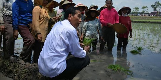 Jokowi beri penghargaan Ketahanan Pangan di tengah sawah