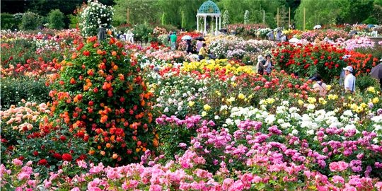 Keisei Rose Garden Keindahan Taman Mawar Eropa Di Negeri Sakura