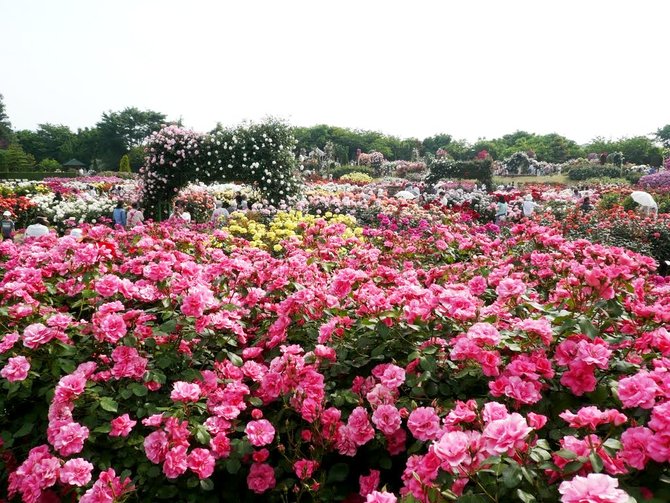 keisei rose garden jepang