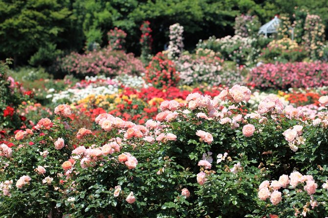 keisei rose garden jepang