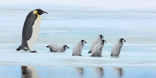 Antartika jadi objek wisata, pinguin terancam punah