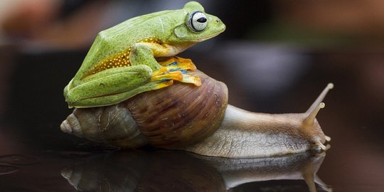 Foto katak digendong bekicot raksasa Kalimantan gegerkan dunia