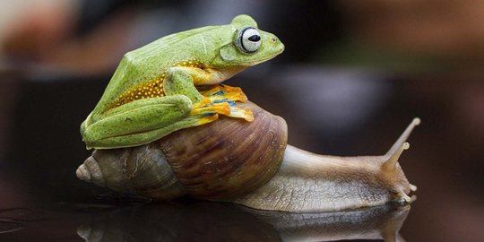 Ini foto siput gendong katak di Kalimantan yang gegerkan dunia