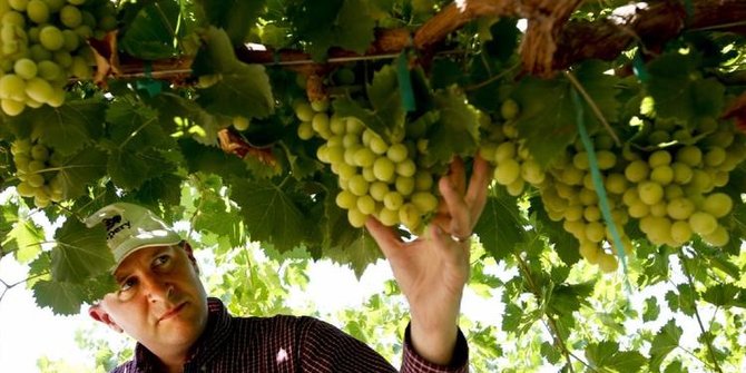 300+ Gambar Buah Buahan Yang Unik HD 300+ Gambar Buah Buahan Yang Unik HD