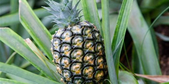 7 buah-buahan unik ini memiliki rasa yang 'menipu'