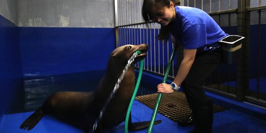 Tingkah unik anjing laut bantu pawang bersihkan kandangnya