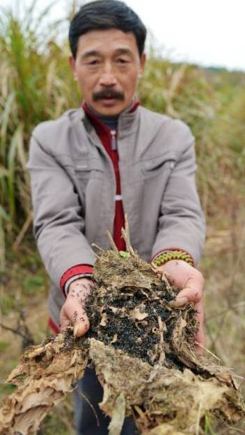 penangkap semut china