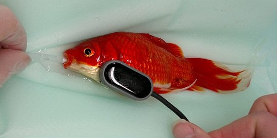 Pria Inggris habiskan jutaan demi operasi ikan mas sembelit