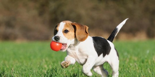 dibesarkan oleh anjing rev7