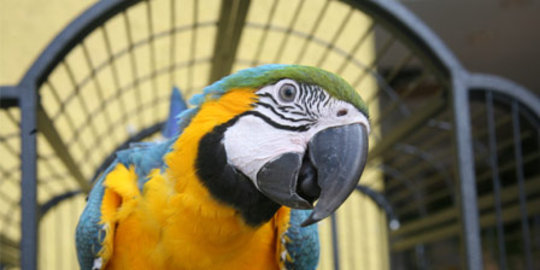 dibesarkan oleh burung rev7