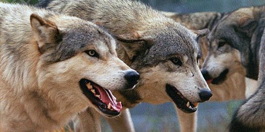 dibesarkan oleh serigala rev7