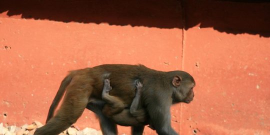 dibesarkan oleh monyet rev7