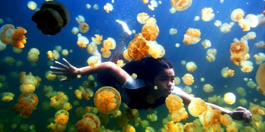 ubur kakaban kalimantan timur rev1