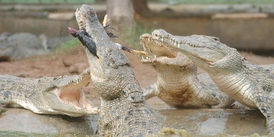 Beredar kabar puluhan buaya lepas di laut, warga Buleleng resah