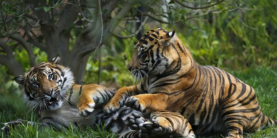 Kisah Vikcy, harimau Sumatera yang tewas usai 'puasa' 2 hari