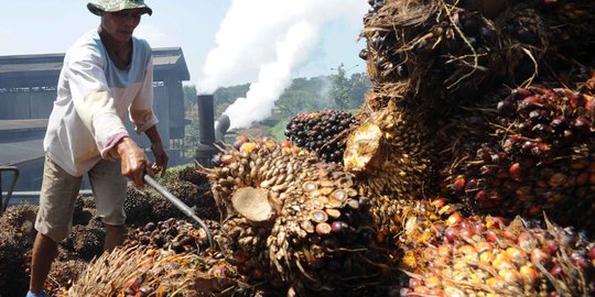 Pembebasan bea keluar CPO diyakini tak ganggu penerimaan negara