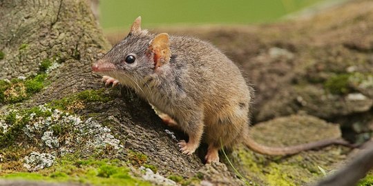730 Gambar Binatang Tikus Berkantung Gratis Terbaik