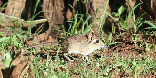 sengi