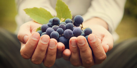 Lindungi tubuh dari kanker dengan makan anggur!