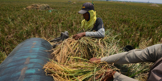 Rp 16 T anggaran subsidi BBM dialihkan buat swasembada pangan