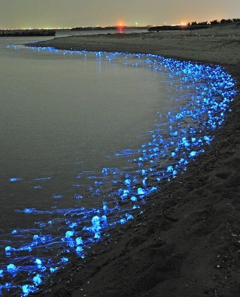 fenomena bioluminesensi di teluk toyama