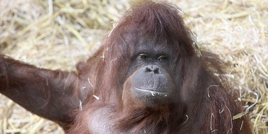 Makin cerdas, orangutan Jerman bisa tirukan ucapan manusia