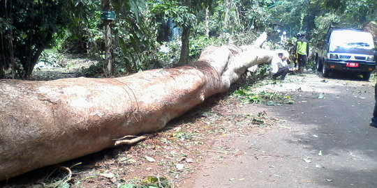 Kronologi pohon roboh di Kebun Raya Bogor yang tewaskan 4 orang