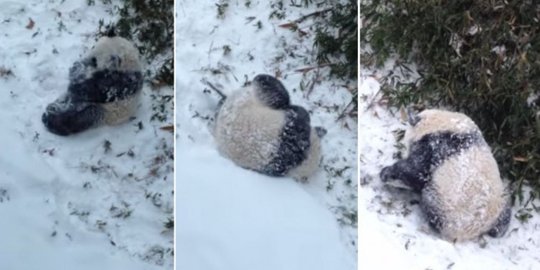 Lucunya tingkah bayi panda sambut salju pertama