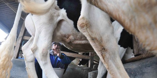 BKPM: Investasi peternakan sapi potensi meningkat