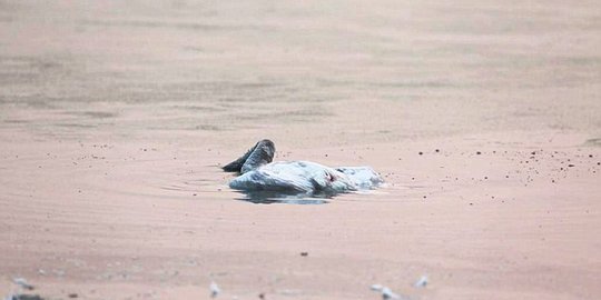 Warga China saksikan angsa bunuh diri di taman kota