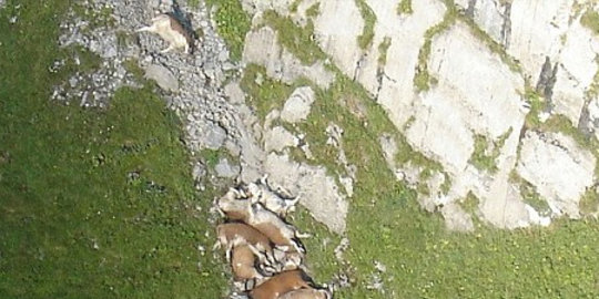 banteng bunuh diri bersama di pegunungan alpen rev1