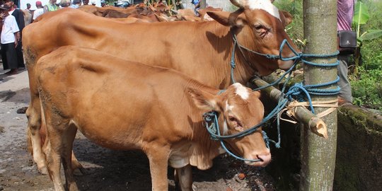 Tiga kandang sapi di Bogor diberi nama Sukhoi