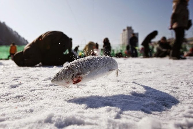 hwacheon sancheoneo ice festival