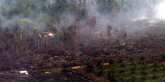 Menteri Siti Nurbaya sebut kasus pembakaran hutan tetap diusut