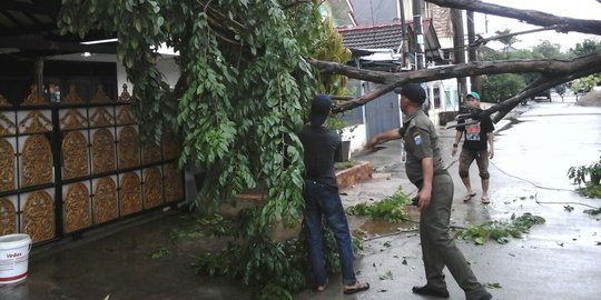 Pohon tumbang di Semper Barat, satu rumah rusak