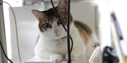 Turunkan stres karyawan, perusahaan Jepang piara kucing di kantor