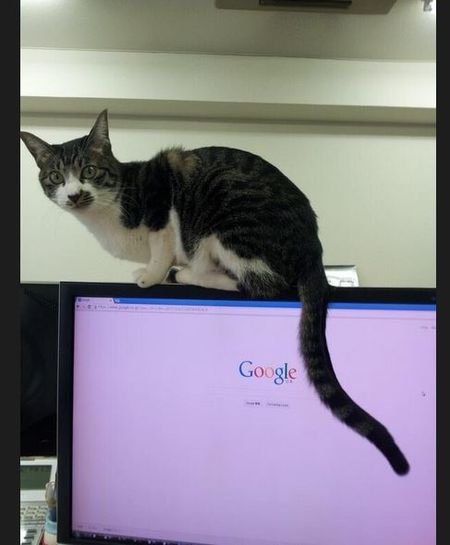 kucing di kantor