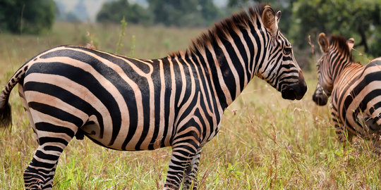 Misteri terkuak! Ilmuwan temukan alasan mengapa kulit zebra belang