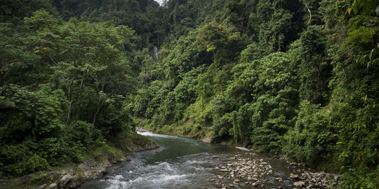 35 Izin pemanfaatan hutan dan lingkungan dilimpahkan ke BKPM