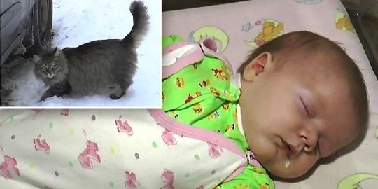 Kucing ini selamatkan bayi kedinginan di Rusia