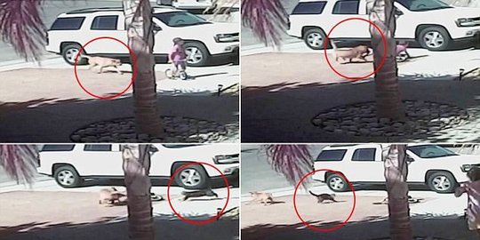 selamatkan bocah dari serangan anjing rev1