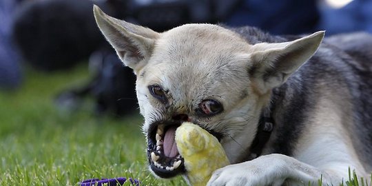 anak anjing ini jadi pahlawan di filipina rev1
