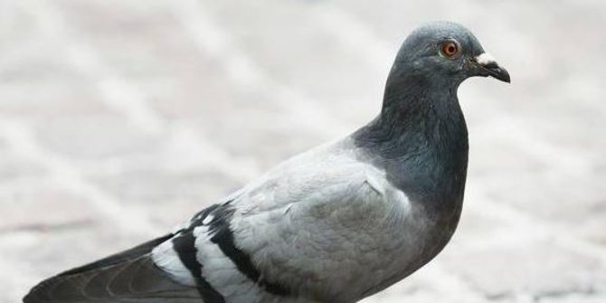 Burung Merpati Ini Disangka Mata Mata China Merdeka Com