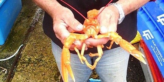 Susi bergeming diprotes larang tangkap lobster & kepiting bertelur