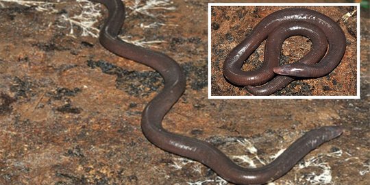 'Katak' ular ditemukan di Kamboja, panjang 1,5 meter!