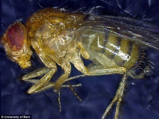 lalat buah hasil eksperimen gen azot