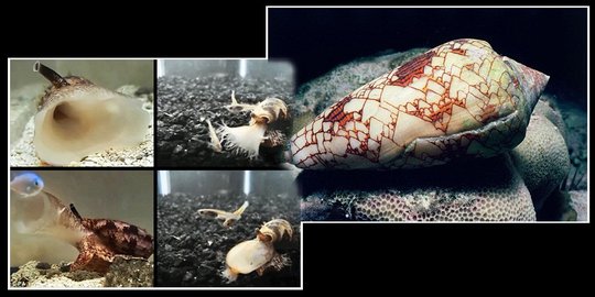 Jangan tertipu, siput laut lucu ini sudah bunuh 30 orang!